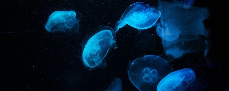 Latarki UV – sklep online z latarkami i akcesoriami