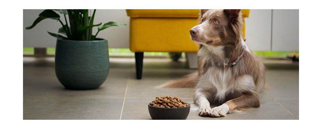 Dozowniki karmy / Miski